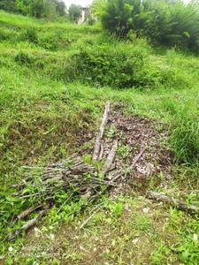Image of 2400 Sq.ft Residential Plot / Land for sale in Chaukhuta, Nainital for Rs. 3000000