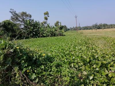 Image of 2500 Sq.ft Residential Plot / Land for sale in Brajalalchak, Haldia for Rs. 31000000