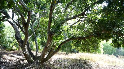 Image of 10890 Sq.ft Residential Plot / Land for sale in Kinathukadavu, Coimbatore for Rs. 7500000