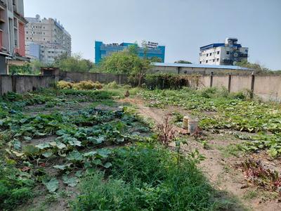 Chit Kalikapur Plot View 2