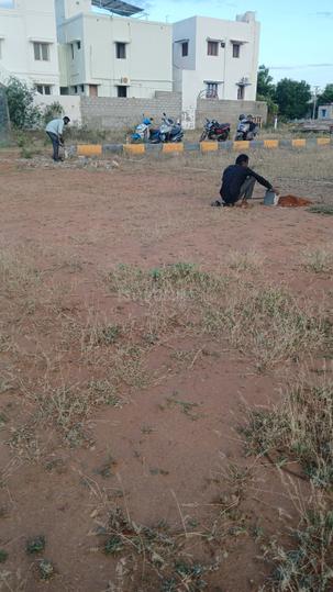 Royal colony Main Image 1