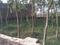RailVihar Ph-2 Colony Plot View 2