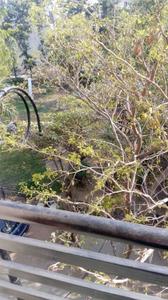 Balcony Image of 800 Sq.ft 1 BHK Builder Floor for rent in Eros Rosewood Villas, Sector 50 Gurgaon for Rs. 26000