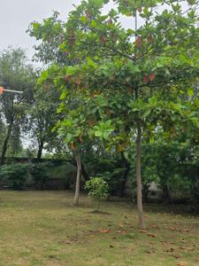 Image of 2576 Sq.ft Residential Plot / Land for sale in Pirda-2, Raipur for Rs. 6697000