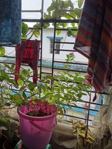 Balcony Image of 1100 Sq.ft 3 BHK Apartment / Flat for sale in Behala Kolkata for Rs. 4000000