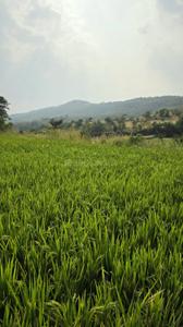 Image of 6000 Sq.ft Residential Plot / Land for sale in Bhor, Pune for Rs. 1200000