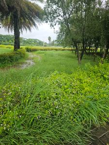 Image of 1264 Sq.ft Residential Plot / Land for sale in DLF Gardencity, Manglia, Indore for Rs. 5680000