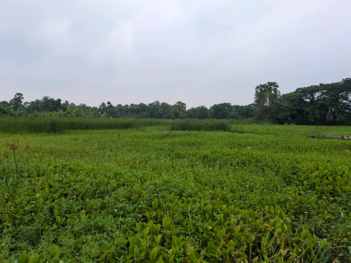 Sonargaon 2 Main Image 1