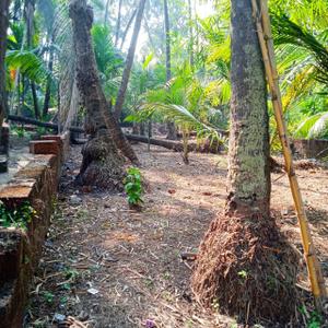 Nagaon Plot View 3