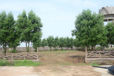 Image of 2000 Sq.ft Residential Plot / Land for sale in Singar City, Naya Raipur, Raipur for Rs. 2700000