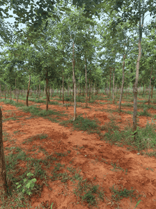 Image of 9504 Sq.ft Residential Plot / Land for sale in Gotlapalem, Nellore for Rs. 1000000