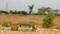 rejoice Plot View 2