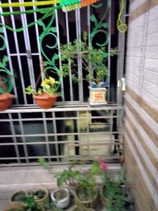 Balcony Image of 1000 Sq.ft 2 BHK Apartment / Flat for sale in Apartment, Khardaha Kolkata for Rs. 4000000