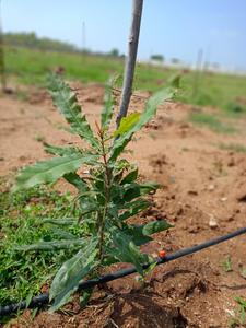 Image of 242 Sq.ft Residential Plot / Land for sale in Mall, Hyderabad for Rs. 968000