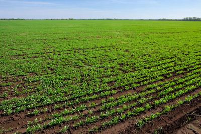 Image of 1150 Sq.ft Residential Plot / Land for sale in Sector 25 YEIDA, Greater Noida for Rs. 63250000
