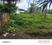 Woody surroundings  Plot View 2