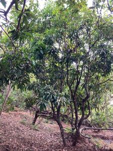 Image of 99000 Sq.ft Residential Plot / Land for sale in Khed, Chiplun for Rs. 10000000