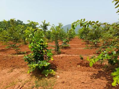 Kothavalasa Plot View 3