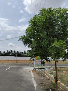 Image of 700 Sq.ft Residential Plot / Land for sale in Kariampalayam, Coimbatore for Rs. 1245300