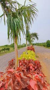 Image of 2000 Sq.ft 2 BHK Farm House for sale in Datrenga, Raipur for Rs. 10500000
