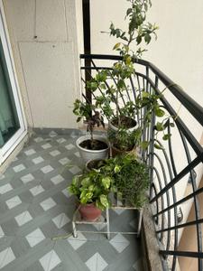 Balcony Image of 1092 Sq.ft 3 BHK Apartment / Flat for rent in CRC Sublimis, Noida Extension Greater Noida for Rs. 35000