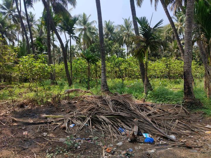 Sandor, Vasai West Main Image 1