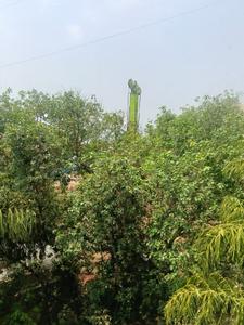 Image of 1400 Sq.ft 3 BHK Apartment / Flat for rent in Cosmic Sea Shell Apartment, Andheri West, Mumbai for Rs. 156000