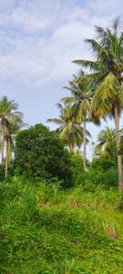 Image of 5000 Sq.ft Residential Plot / Land for sale in Changurabhata, Raipur for Rs. 3255000