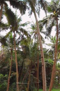 Image of 298 Sq.ft Residential Plot / Land for sale in Neura-O-Grande, Goa for Rs. 10500000
