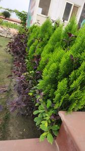 Image of 9072 Sq.ft Residential Plot / Land for sale in Dkrrish Alaska Farms, Nagla Nagli, Noida for Rs. 8500000