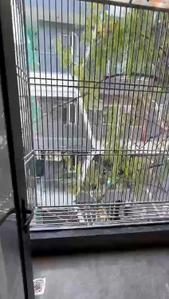 Balcony Image of 1450 Sq.ft 3 BHK Builder Floor for rent in Rajouri Garden New Delhi for Rs. 53000