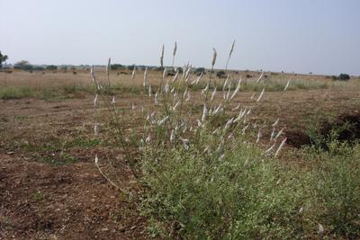 Image of 300 Sq.ft Residential Plot / Land for sale in Akkalkot, Solapur for Rs. 600000