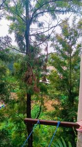 Balcony Image of 830 Sq.ft 2 BHK Apartment / Flat for sale in Neelkanth apartment, DLF Farms New Delhi for Rs. 3500000