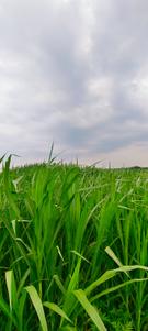 Image of 43560 Sq.ft Residential Plot / Land for sale in Kandukur, Hyderabad for Rs. 15000000