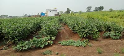 Image of 12000 Sq.ft Residential Plot / Land for sale in Bhatagaon, Raipur for Rs. 5375000