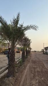 Image of 675 Sq.ft Residential Plot / Land for sale in Dadri, Greater Noida for Rs. 1950000