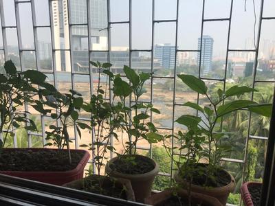 Balcony Image of 600 Sq.ft 1 BHK Apartment / Flat for rent in Lok Gaurav Complex, Vikhroli West Mumbai for Rs. 40000