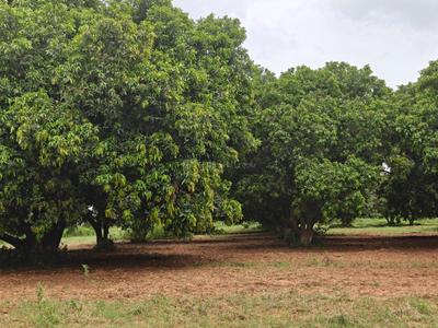 Image of 39300 Sq.ft Residential Plot / Land for sale in Kothapalle, Hyderabad for Rs. 60900000