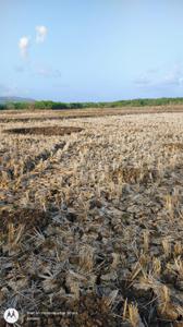 Sarde Plot View 2
