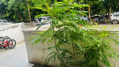 Image of 1550 Sq.ft 3 BHK Builder Floor for rent in BPTP Park Elite Floors, Sector 85, Faridabad for Rs. 18000