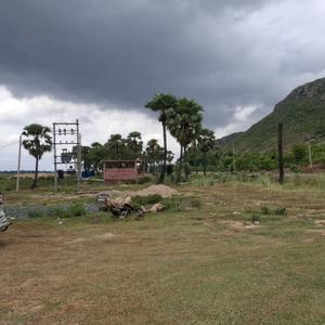 Patligram phase lll  Plot View 2