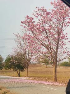 Image of 1500 Sq.ft Residential Plot / Land for sale in Hampa Pura, Bengaluru for Rs. 8250000