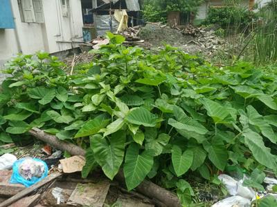 Image of 1080 Sq.ft Residential Plot / Land for sale in Keshtopur, Kolkata for Rs. 6200000