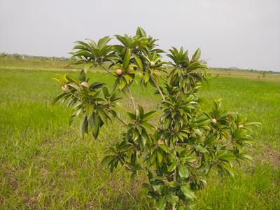 Image of 9600 Sq.ft Residential Plot / Land for sale in Sri Sai Garden, Walajabad, Chennai for Rs. 2400000