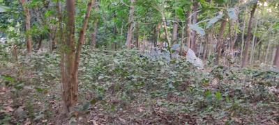 Image of 28800 Sq.ft Residential Plot / Land for sale in Gobardanga, North 24 Parganas District for Rs. 2200000