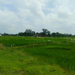 Image of 1000 Sq.ft Residential Plot / Land for sale in Kanke, Ranchi for Rs. 1500000