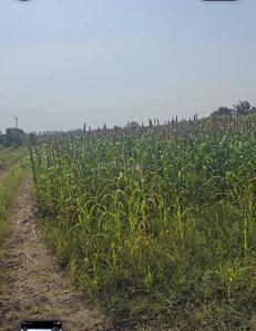 Image of 43750 Sq.ft Residential Plot / Land for sale in Wagholi, Pune for Rs. 4500000