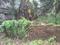 Kokapur Main Image 1