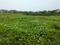 Sonargaon 2 Plot View 2