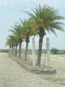 Signature Park Sector 2 And 3 Plot View 3